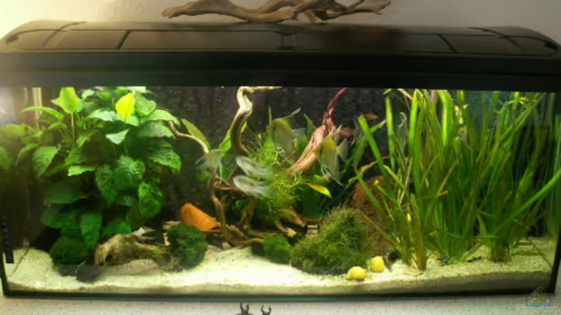 160l Gesellschaftsbecken von Monika Riedel (1)