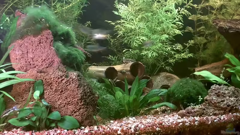 160l links von Jana Gelfort (2)