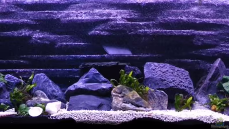 160x40x50 - 320L Tanganjika mit selbst gebauter Rückwand