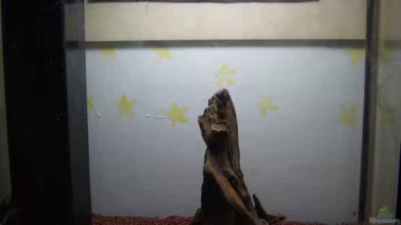 165 Liter Becken Tag 1 von Michael Meyer (2)