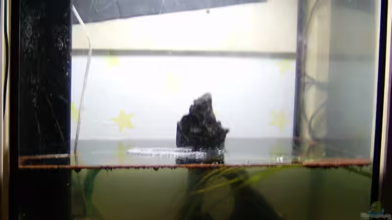 165 Liter Becken Tag 2 von Michael Meyer (3)