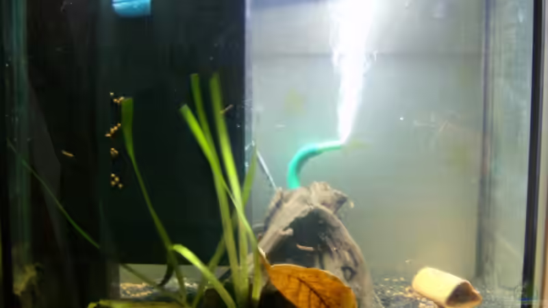 165 Liter Becken Tag 4 von Michael Meyer (4)