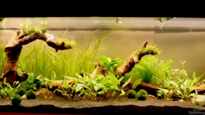 17. Februar 2009 von -Der Österreicher- (2)