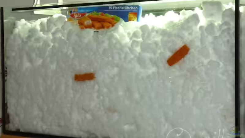 17.01.13 ~ Die Fische haben sich den winterlichen Bedingungen angepasst ;o) von Quyrill (15)