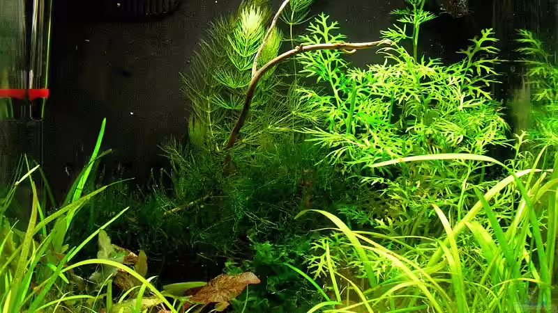 17-01-2010 von Mario74 (3)