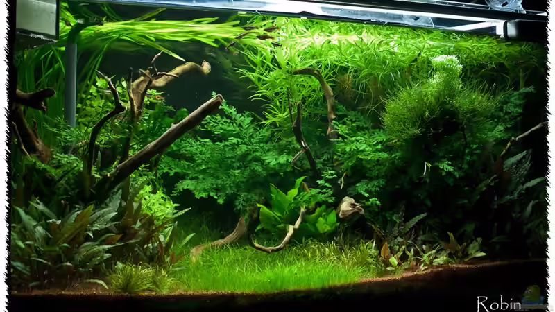 17.01.2011 Schräge von pogona (13)