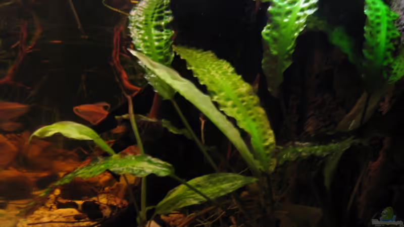Aponogeton longiplumulosus im Aquarium pflanzen (Einrichtungsbeispiele mit Gewellte Madagaskar-Wasserähre)
