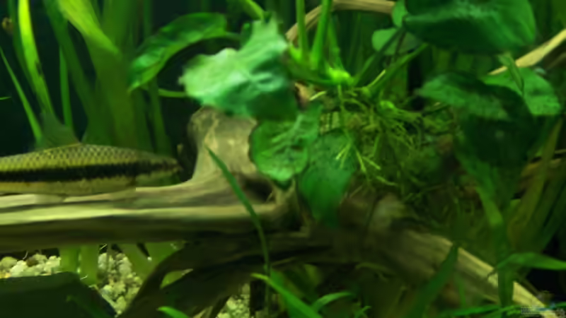 17.02.2010 Anubias auf Wurzel von Tom Rudolph (3)