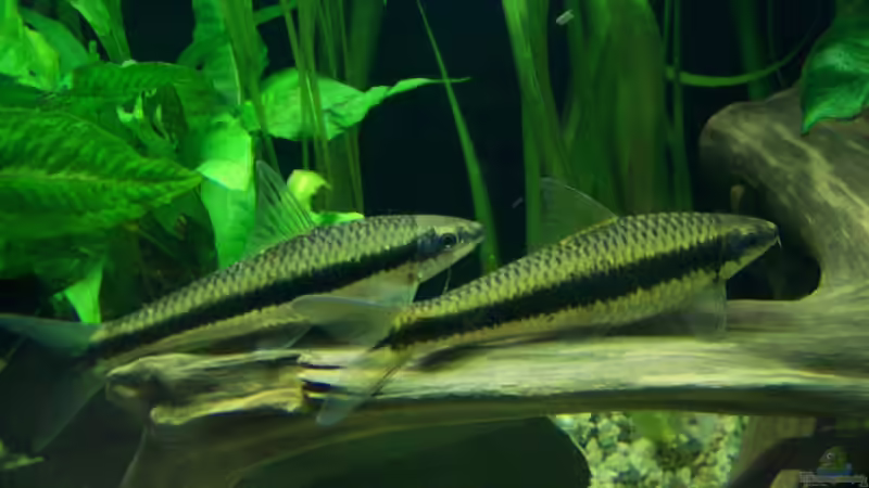 17.02.2010 Siamesische Rüsselbarben von Tom Rudolph (17)