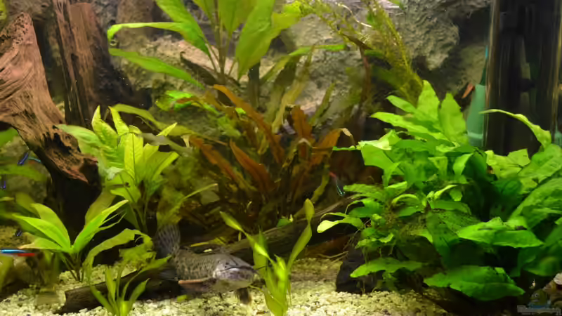 17.02.2013 von Steve (6)