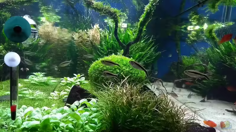 17.02.2018 Seite von C-NA (19)