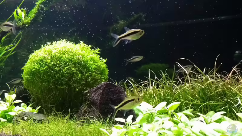 17.02.2018 von C-NA (29)