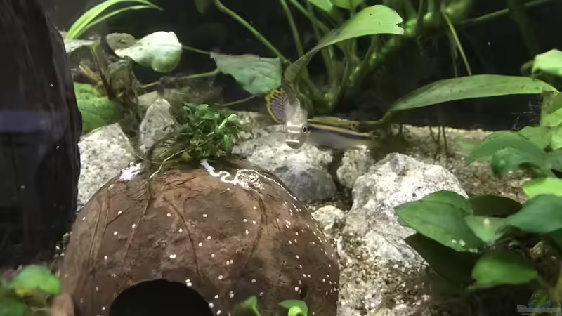 17.02.22 Pelvicachromis taeniatus Paar von herkla (28)
