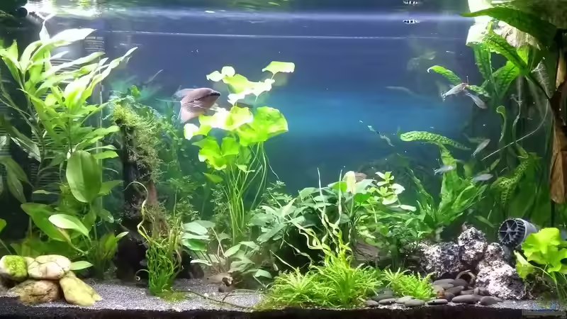 17.03.19 von Stephy (10)