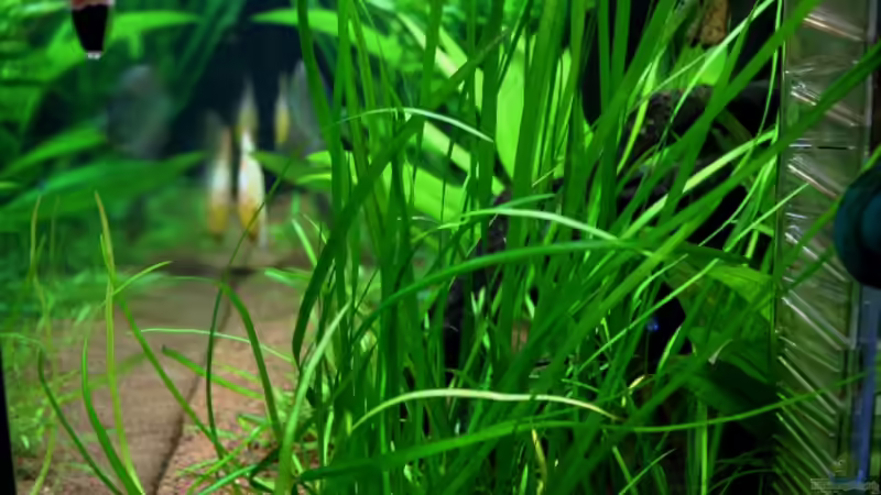 ***17.03.2012*** ...durch die rechte Seitenscheibe... von Sue (14)