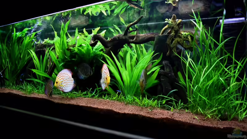 ***17.03.2012*** von Sue (11)