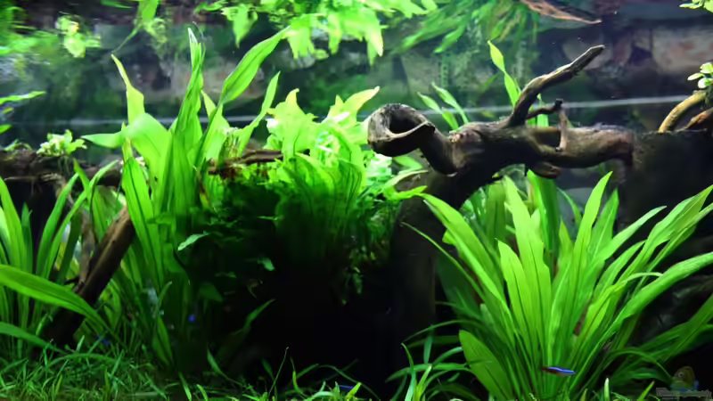 ***17.03.2012*** von Sue (12)