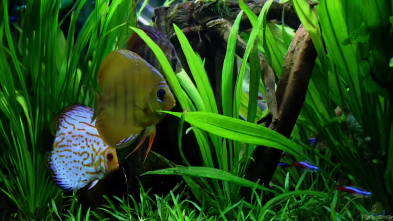 ***17.03.2012*** von Sue (2)