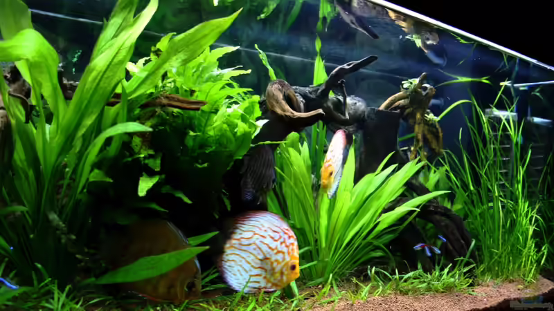 ***17.03.2012*** von Sue (3)