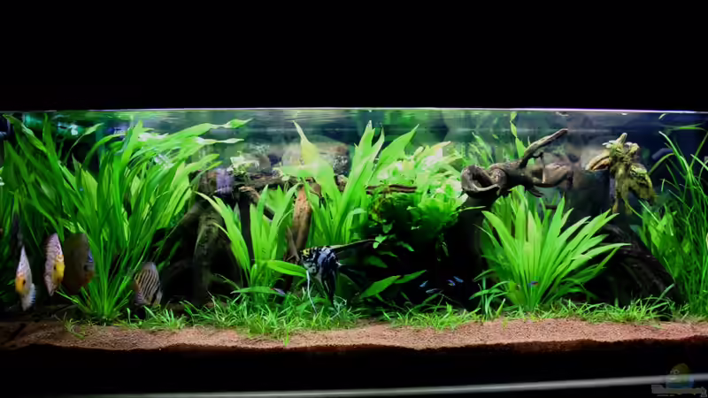 ***17.03.2012*** von Sue (4)