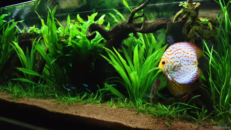 ***17.03.2012*** von Sue (5)