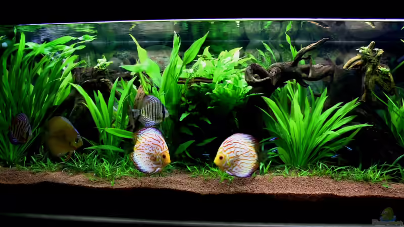 ***17.03.2012*** von Sue (7)