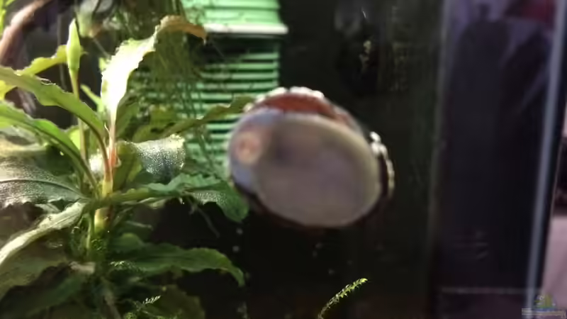 Aquarien mit Neritina pulligera (Algen-Rennschnecke)