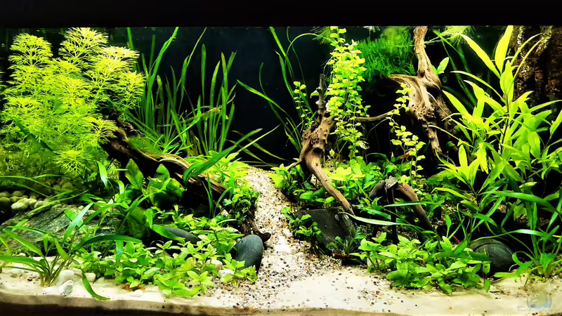 17.03.2021 von okefenokee (11)