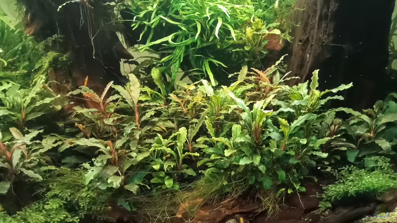 17.03.2023 von Mr-Shrimp (51)