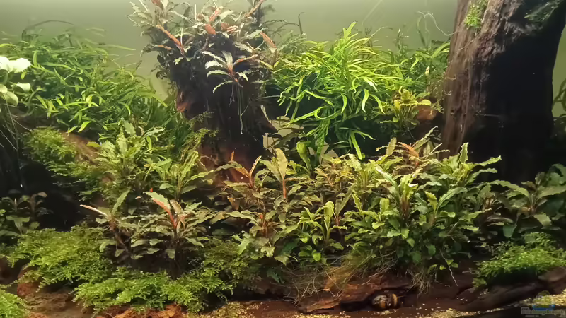 17.03.2023 von Mr-Shrimp (6)