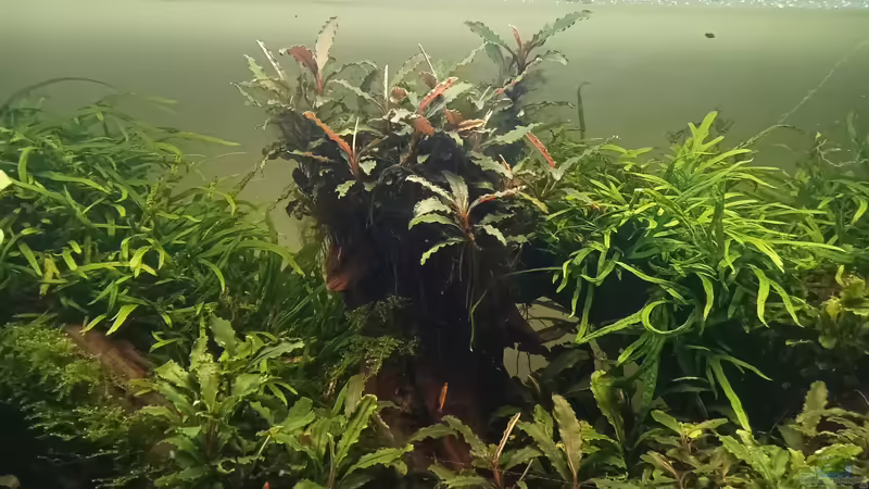 17.03.2023 von Mr-Shrimp (7)