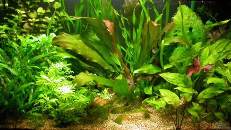 17.04.2008 von Susanne Schmohl (5)