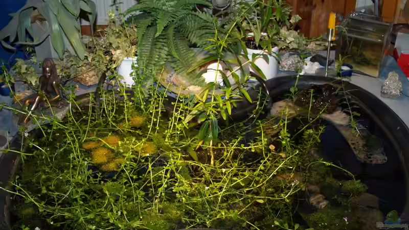 17.05.07 die Pflanzen wachsen von Timo Lorenz (4)