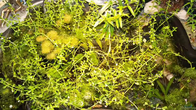 17.05.07 die Pflanzen wachsen von Timo Lorenz (8)