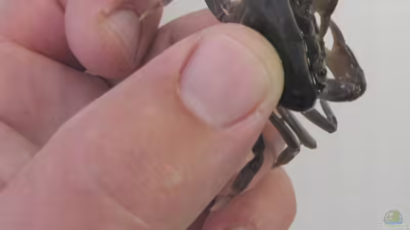 17.05.2011 Der Dickste ^^ von Insulaner (18)