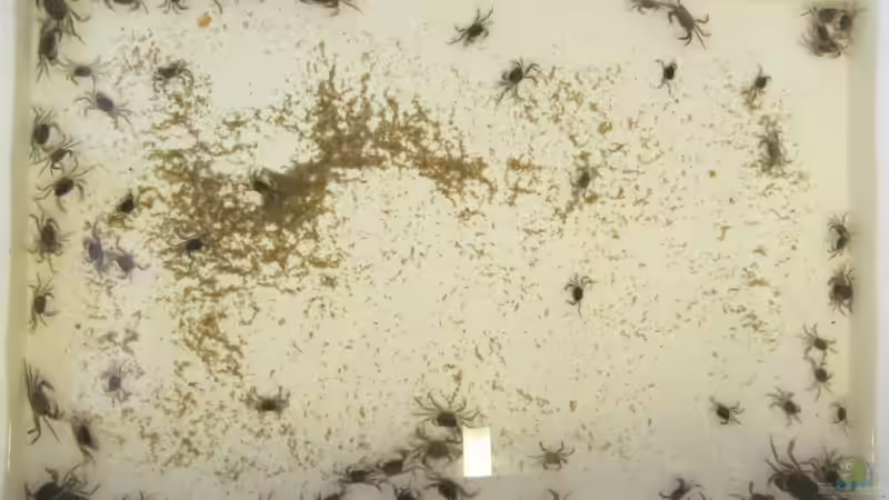 17.05.2011 Ich habe 70 gezählt. oder? von Insulaner (20)