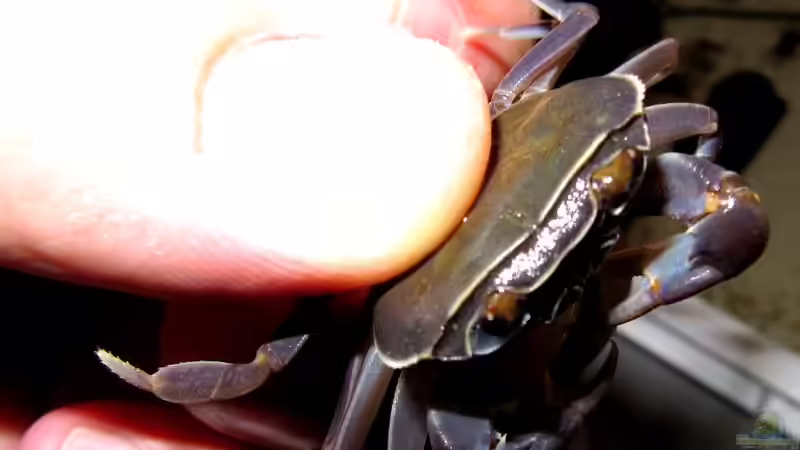 17.05.2011 Prachtbursche von Insulaner (19)