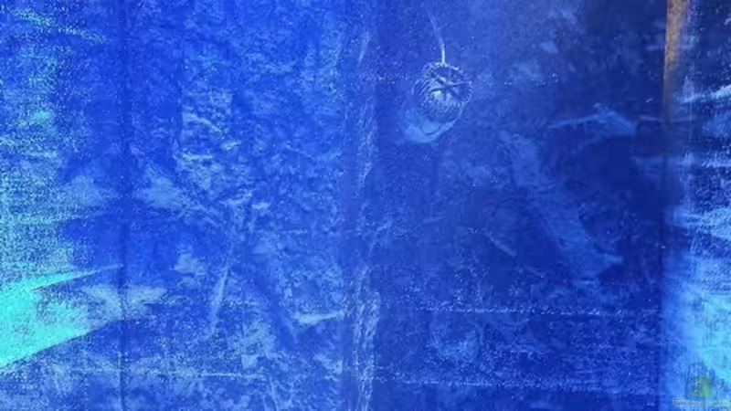 17.06.13 von Amazonasbecken.eu (7)