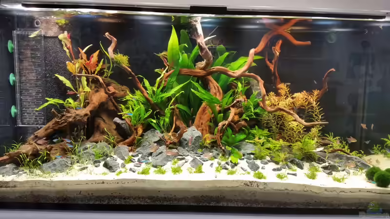 17.06.15 - erste Fische sind eingezogen von Betta Chris (11)