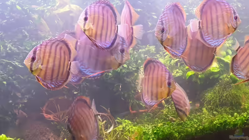 17.06.2019 von Christian Roger Rohrer (8)