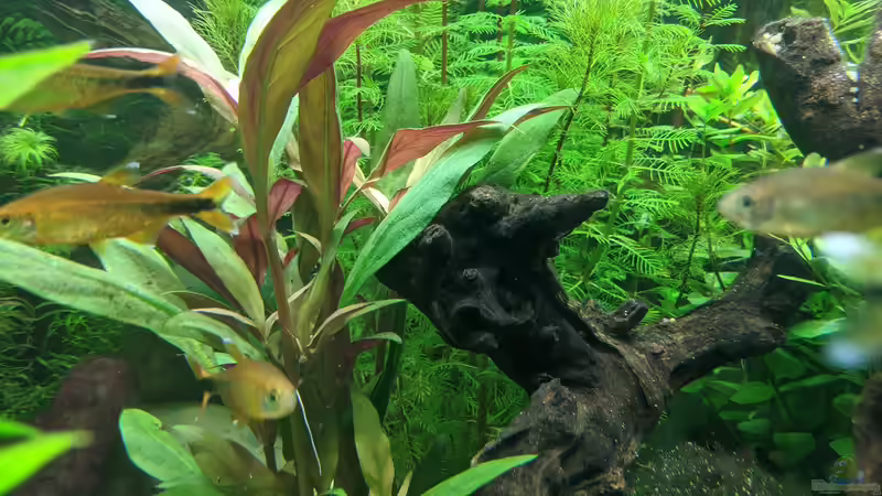 (17.06.2020) von Ameisenalex (10)