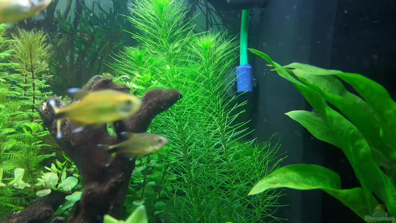 (17.06.2020) von Ameisenalex (12)