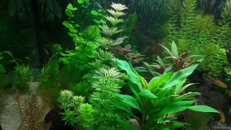 (17.06.2020) von Ameisenalex (18)