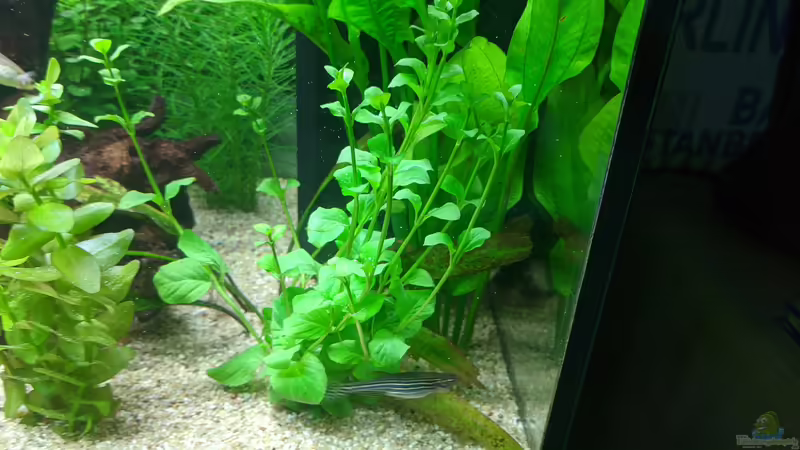 (17.06.2020) von Ameisenalex (21)