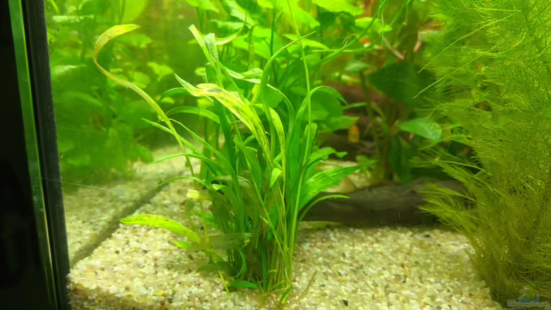 (17.06.2020) von Ameisenalex (22)