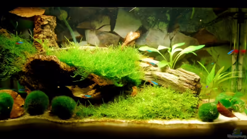 17.07.09 von Danubia (5)