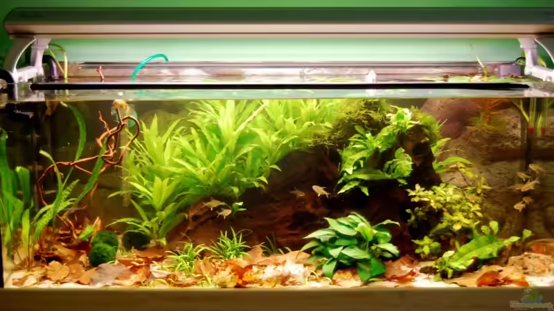 17.07.09 von Danubia (8)