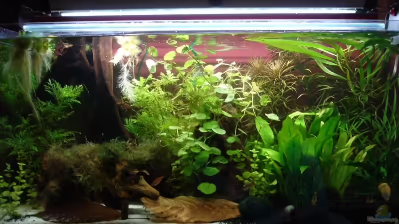 17.07.2008 von iptila (7)