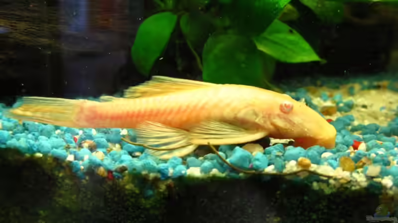 17.07.2009 Der Albinowels von EagleHunter (11)