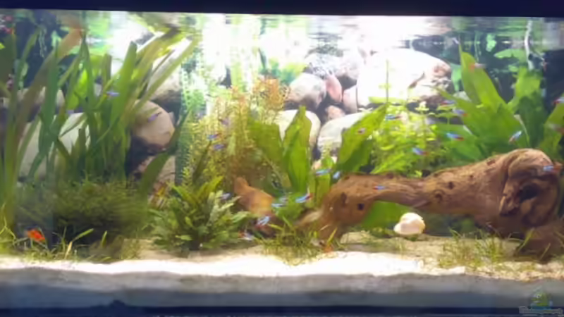 17.08.2008 von Thomas Höppner (7)